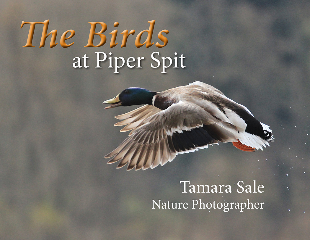 The Birds at Piper Spit - Library Orders